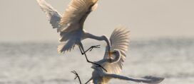 conflict representation - egrets battling for territory-unsplash