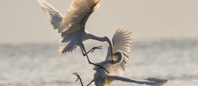 conflict representation - egrets battling for territory-unsplash